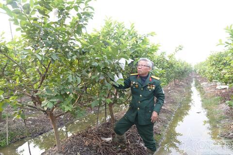 Cựu chiến binh đi đầu trong phát triển kinh tế